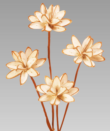 Sola Aru Flower
