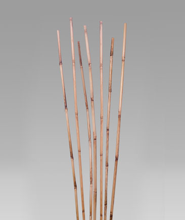 Golden Bamboo