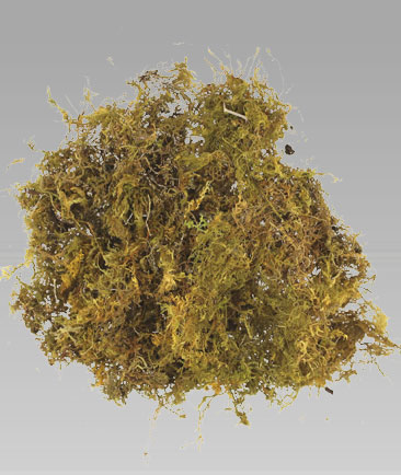 Mosses  Moss